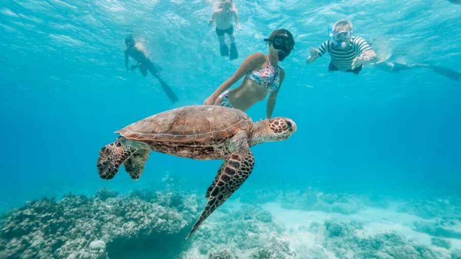 Oahu: Waikiki Turtle Snorkeling Adventure - Getting from Waikiki to the Island Princess: smooth pickup and check-in