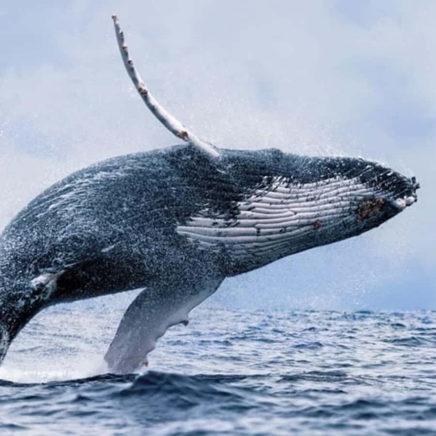 Oahu: Waikiki Whale Watch Boat Tour - Why a 2-hour Waikiki sunset whale sail is such a good match