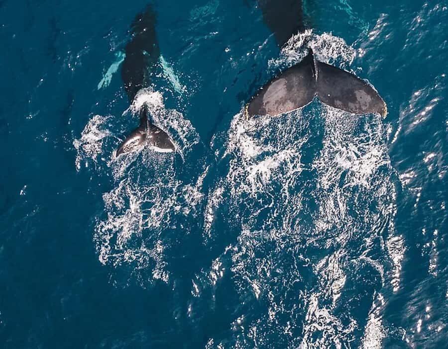 Oahu: Waikiki Whale Watch Boat Tour - Spotting humpbacks from the catamaran deck (and why you don’t need snorkeling)