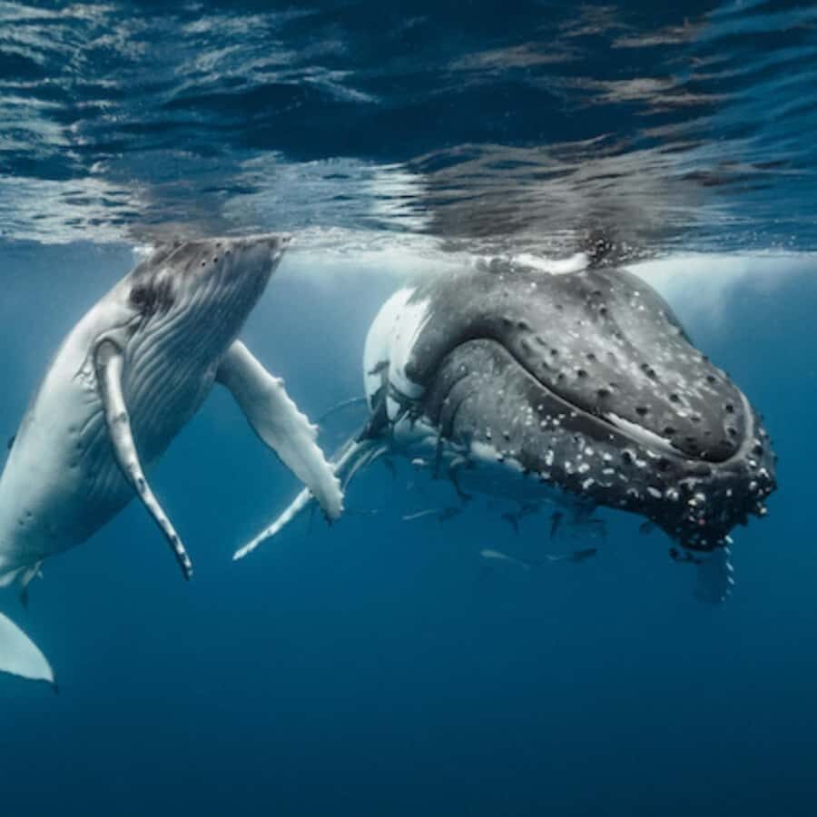 Oahu: Waikiki Whale Watch Boat Tour - Getting to Kewalo Basin Boat Harbor without wasting your time