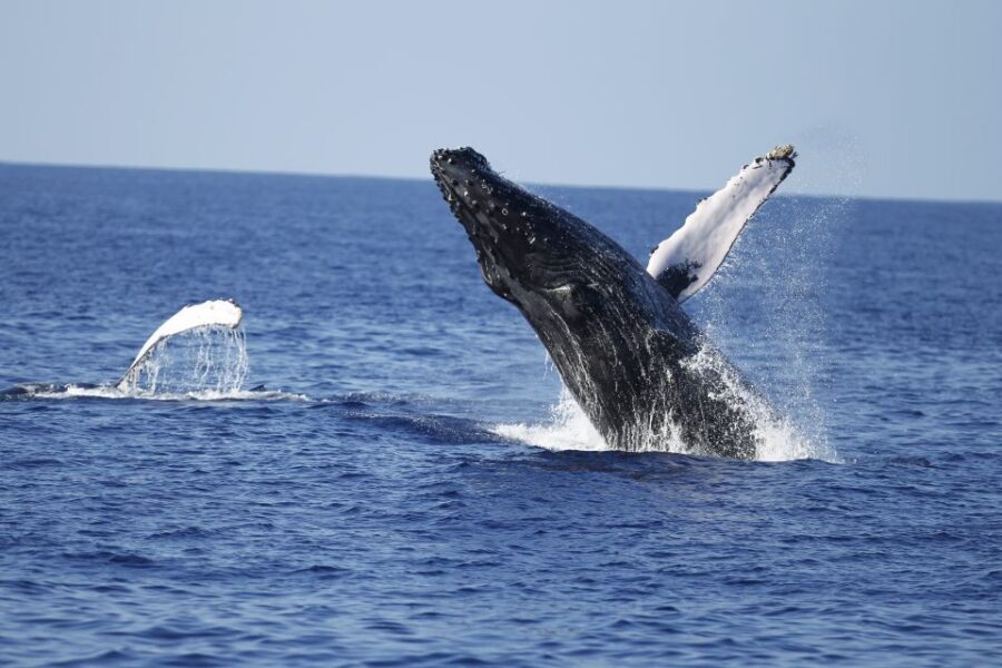 Oahu: Waikiki Whale Watching Tour-Donut and Coffee Included - Key things I would watch for on this tour