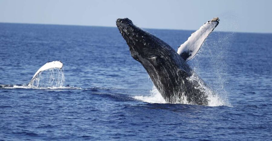Oahu: Waikiki Whale Watching Tour-Donut and Coffee Included - Getting to Kewalo Basin and boarding a two-decker with real onboard comfort