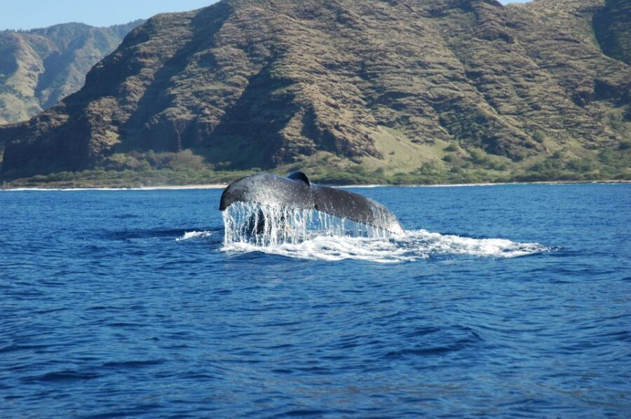 Oahu: Waikiki Whale Watching Tour-Donut and Coffee Included - Spotting humpbacks near Diamond Head and hearing whale song on the hydrophone