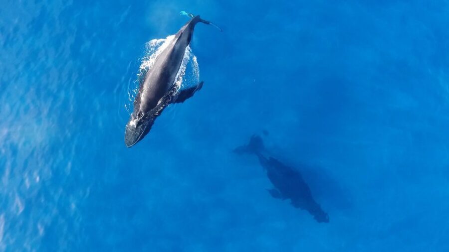 Oahu: Waikiki Whale Watching Tour-Donut and Coffee Included - The safety briefing and the E Ho Mai ceremony that actually changes the vibe