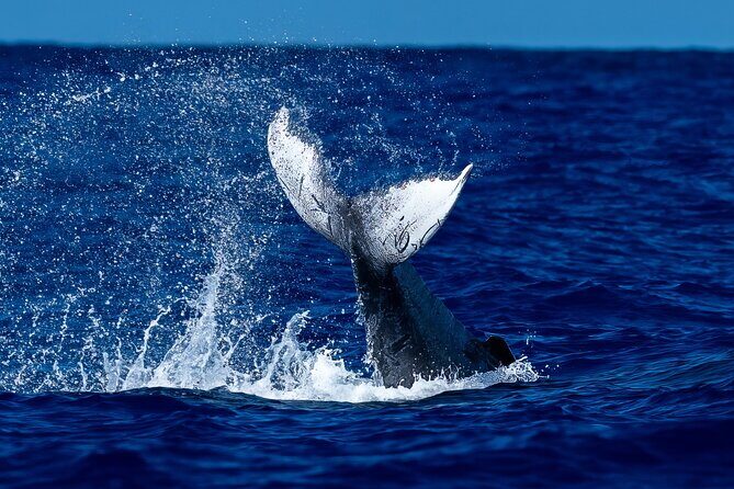 Oahu Whale Watch Tour & Waikiki Sunset Boat Tour - Key things I’d prioritize before you go