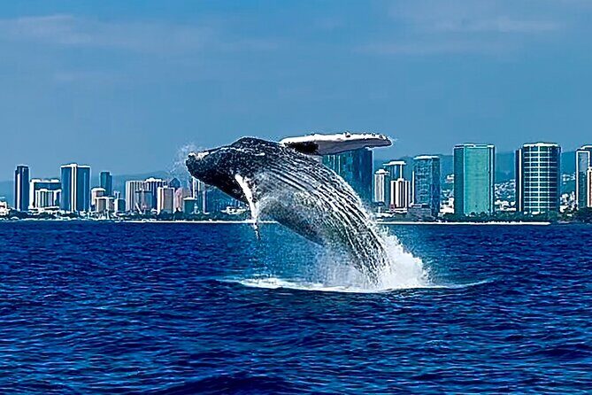 Oahu Whale Watch Tour & Waikiki Sunset Boat Tour - Where you start: Kewalo Basin and Slip F16