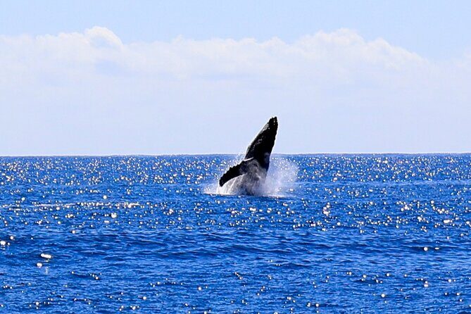 Oahu Whale Watch Tour & Waikiki Sunset Boat Tour - The crew approach: Capt Ryan, Wylie/Wiley, Christen, and Amily