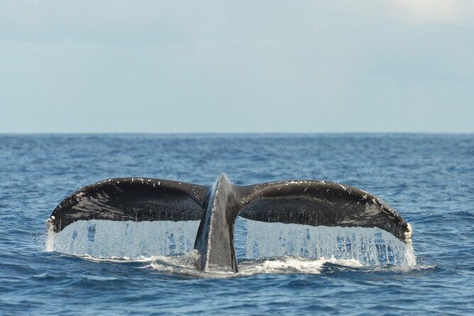 Oahu Whale Watch Tour & Waikiki Sunset Boat Tour - What you see from Waikiki: why the route feels special