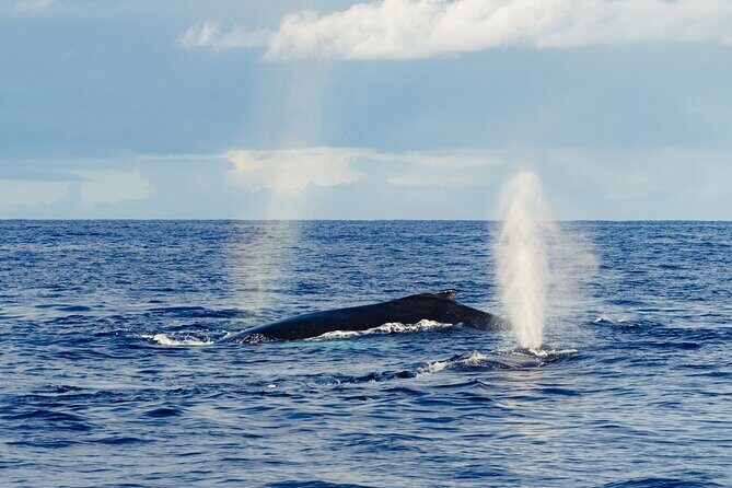 Oahu Whale Watch Tour & Waikiki Sunset Boat Tour - Small group, max 30: easier spotting and a calmer boat
