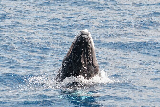 Oahu Whale Watch Tour & Waikiki Sunset Boat Tour - Pricing and value: is $80 a good deal?