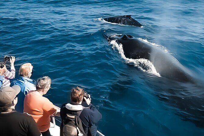 Oahu Whale Watch Tour & Waikiki Sunset Boat Tour - Whale spotting: humpbacks, mothers, and big moments