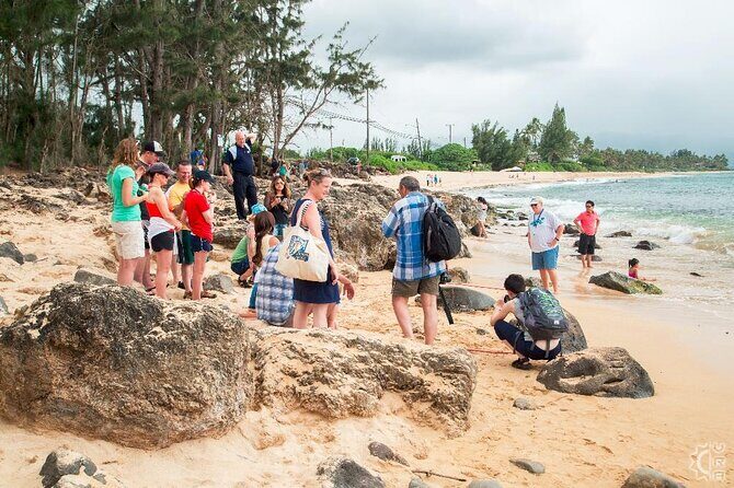 Oahu's Cheapest Circle Island Tour - Waikiki Pickup and the “Get on the Right Bus” Reality
