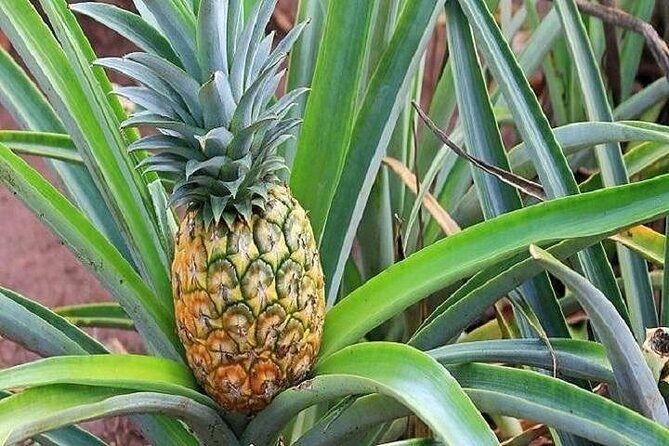 Pearl Harbor, Dole Plantation, and Polynesian Center from Kona - Kualoa Regional Park: Chinaman’s Hat (Mokoli’i) and turquoise-water views
