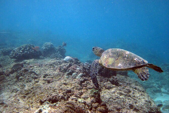 Private 5Hrs Island Tour with 2Hrs Sail and Snorkel with Turtles - Getting Picked Up in Honolulu: Custom Island Tours Van and a Mobile Ticket