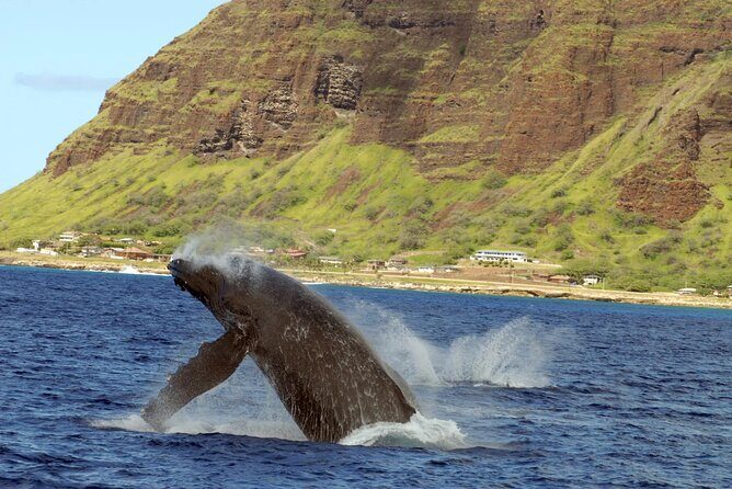 Private and Luxurious Sunset Cruise with Whale & Dolphin Watch - Sunset views from a private catamaran: where to sit and how to enjoy the golden hour