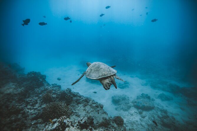 Private Boat Charter in Waikiki for Snorkeling and Events - Why a private Waikiki charter beats the big-tour feeling