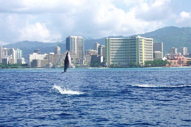 Private Boat Charter in Waikiki for Snorkeling and Events - Wildlife you can actually plan around: turtles, whales, dolphins, and fish