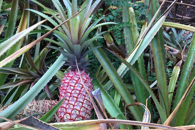 Private Pearl Harbor & North Shore tour (Se habla Español) - The North Shore shift: coffee farm to pineapple treats