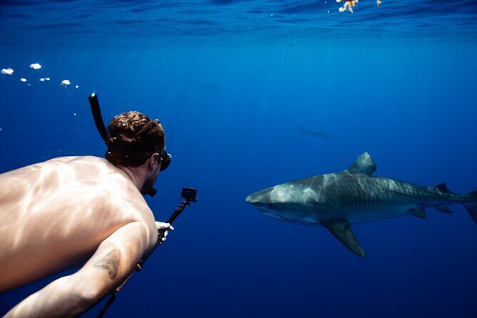 Private Shark Dive, Oahu, Hawaii (6 Guest) - Key things to know before you go