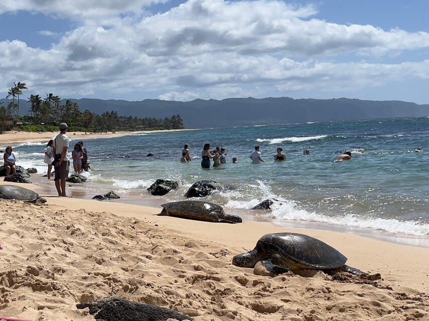 Private Tour Oahu-Circle Island-Customizable - Halona Blowhole, Sandy Beach, and Makapuʻu Lookout: Ocean Drama in One Block