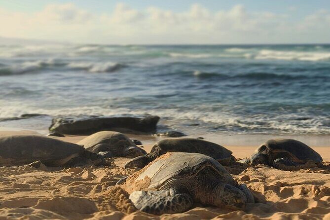 PRIVATE TOUR-Ultimate North Shore Experience - Haleiwa Town Center and Kawela Bay: surf town breaks and quieter turtle viewing