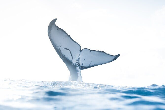 Private Whale Watching Activity: 6 passengers max - Key highlights you’ll care about