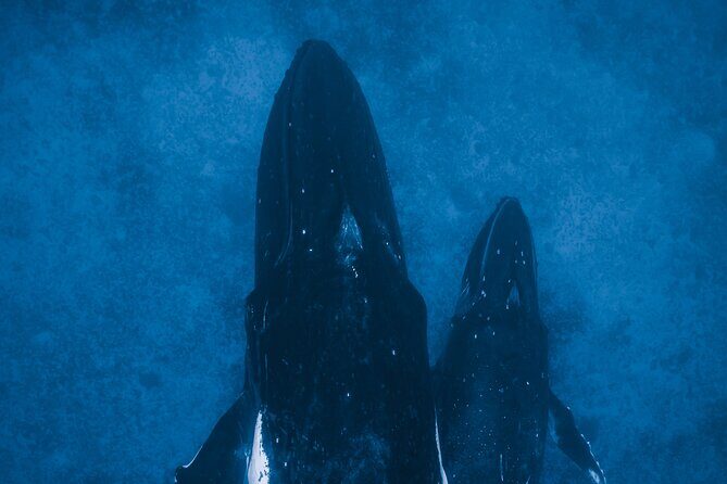 Private Whale Watching Activity: 6 passengers max - The 2-hour plan: from briefing to offshore whale spotting
