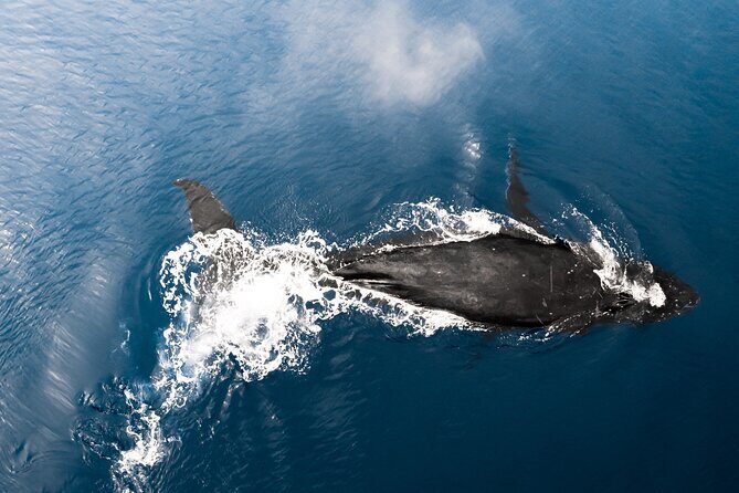 Private Whale Watching Activity: 6 passengers max - Crew style: friendly, flexible, and good at keeping attention on wildlife