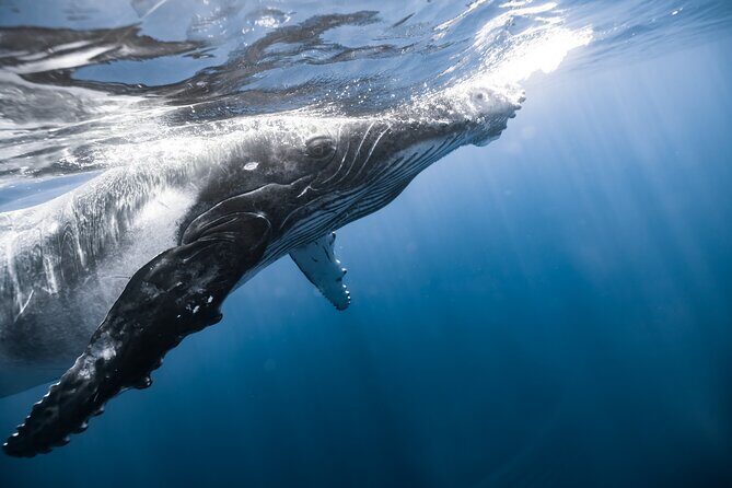Private Whale Watching Activity: 6 passengers max - Best time to book: humpbacks and seasonal odds