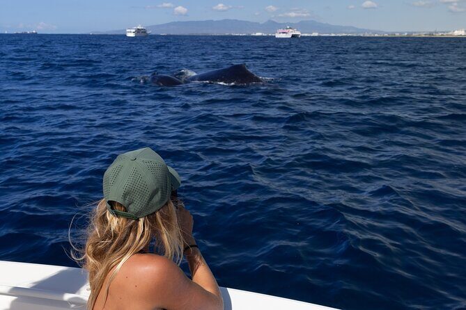 Private Whale Watching Activity: 6 passengers max - What you’ll likely see beyond whales