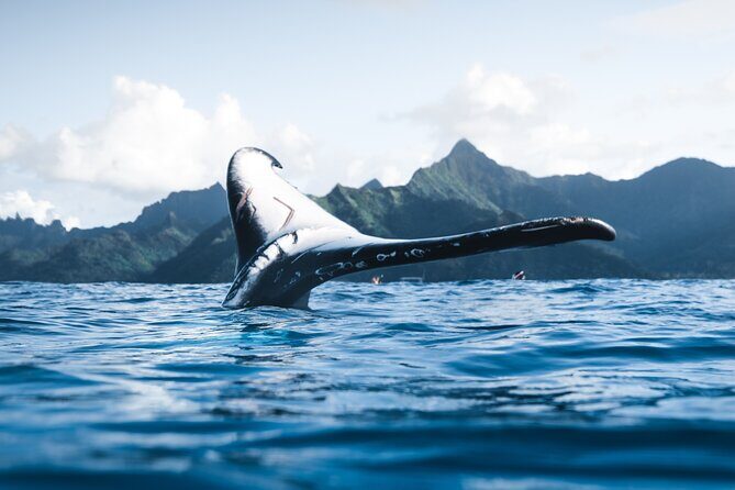 Private Whale Watching Activity: 6 passengers max - Pricing and what $500 gets you (and what it doesn’t)