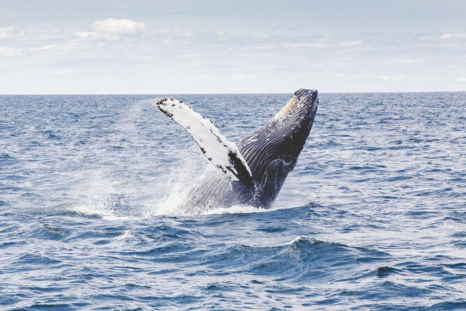 Private Whale Watching Adventure - From Ala Wai Harbor to Whale Country: how the 2 hours really feels