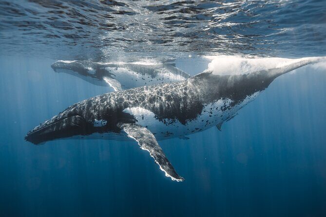 Private Whale Watching and Coastal Swimming Tour Honolulu - The Whale-Watching Experience on the Water (What You Can Expect)