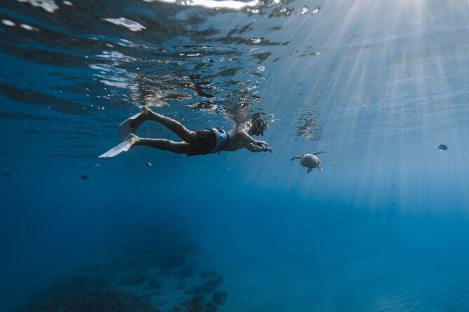 Private Whale Watching and Coastal Swimming Tour Honolulu - Coastal Swimming and Snorkeling: Sea Turtles and Fish Time
