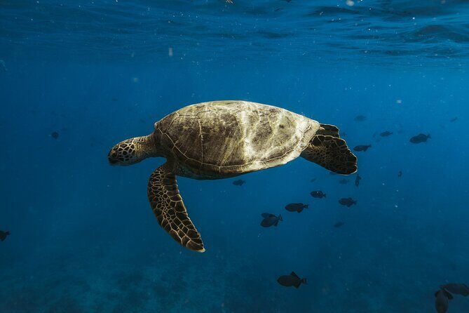 Private Whale Watching and Coastal Swimming Tour Honolulu - Price and Value: $749 for Up to Six People