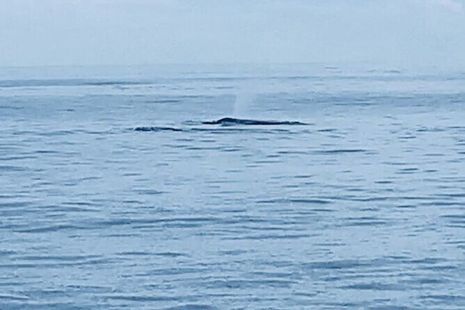 Private Whale Watching and Dolphin Excursion - Key Highlights at a Glance