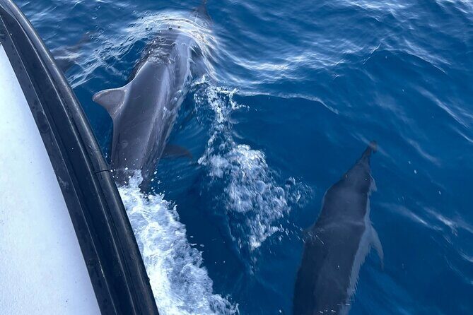 Private Whale Watching and Dolphin Excursion - Whales, Dolphins, and Turtles: How to Think About Sightings