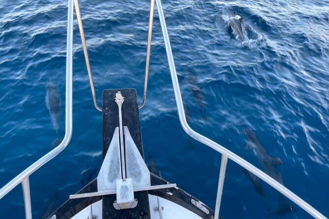 Private Whale Watching and Dolphin Excursion - Price and Value: Is $265 Per Person Reasonable?
