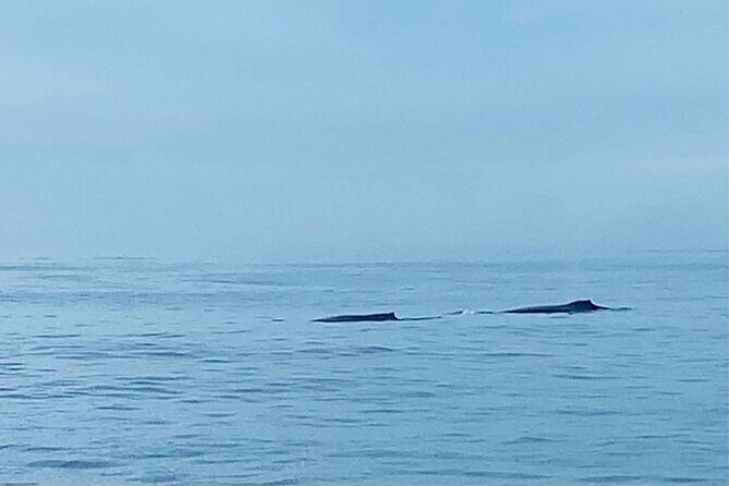 Private Whale Watching and Dolphin Excursion - The Two-Hour Southeast Oahu Cruise: What You’ll Actually Do
