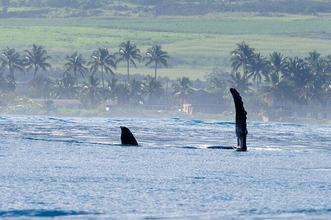 Private Whale Watching Safari from North Shore Oahu - Banzai Pipeline: Watching One of the World’s Most Famous Surf Breaks