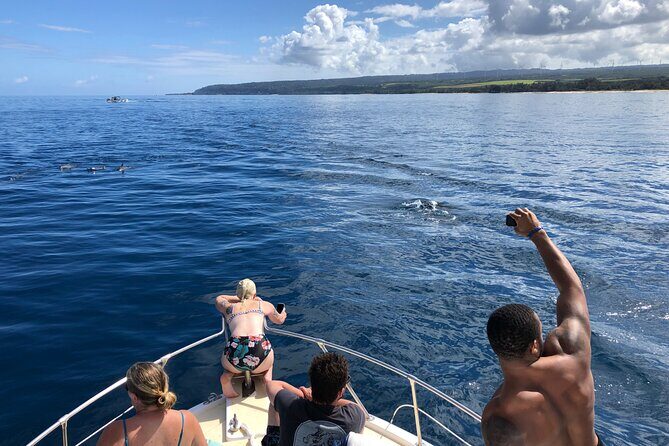 Private Whale Watching Safari from North Shore Oahu - Price and Value: When $600 Actually Makes Sense