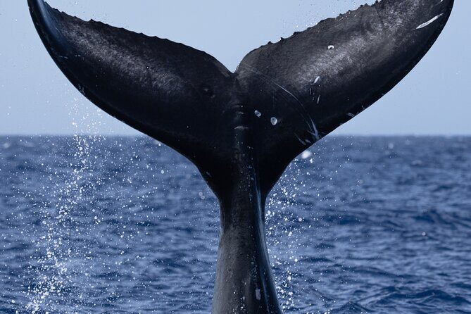 Private Whale Watching Safari from North Shore Oahu - Who This Tour Fits Best (And Who Might Want Something Else)