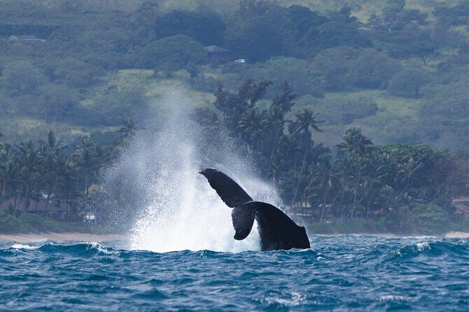 Private Whale Watching Safari from North Shore Oahu - Should You Book This Private Whale Watching Safari?