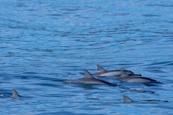 Private Whale Watching Safari from North Shore Oahu - FAQ