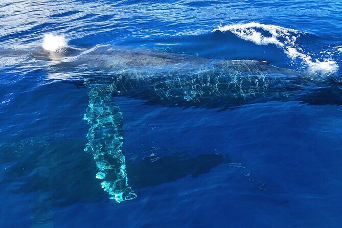 Private Whale Watching Safari from North Shore Oahu - Captain-Led Spotting and Wildlife Respect You Can Feel