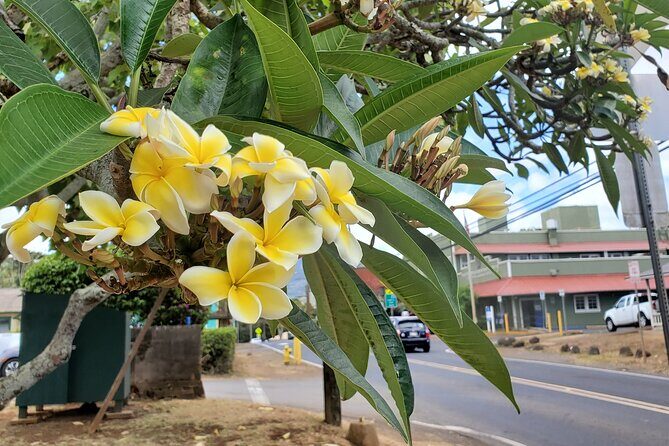 Round Trip North Shore Shuttle from Waikiki to Haleiwa Town / Haleiwa Harbor - Is This Shuttle Good Value For You?