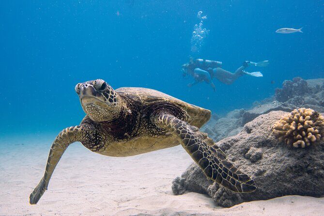 Scuba Dive at Electric Beach - Key Highlights Worth Booking For