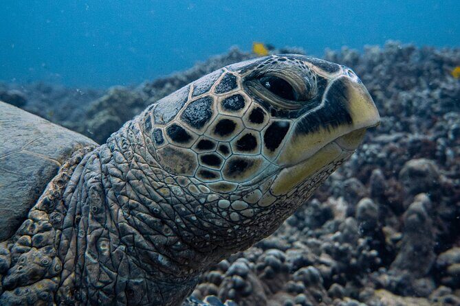 Scuba Dive at Electric Beach - Pre-trip check-in: how your guide tunes the experience