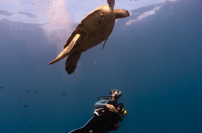 Scuba Dive at Electric Beach - The underwater plan at Electric Beach: coral gardens, lava rock, and turtles