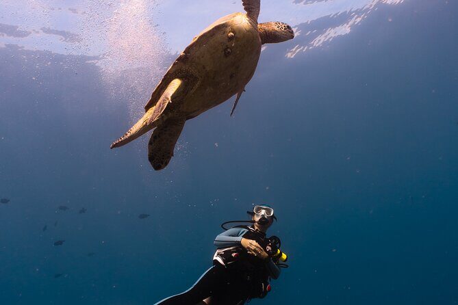 Scuba Dive at Electric Beach - Price and value at $145 per person